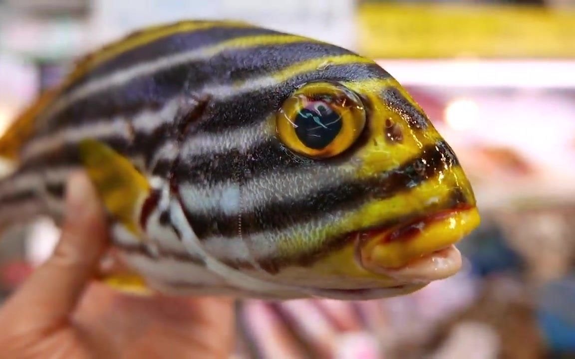 日本食记 | 老虎鱼 生鱼片 煎鱼 冲绳 海鲜 日本