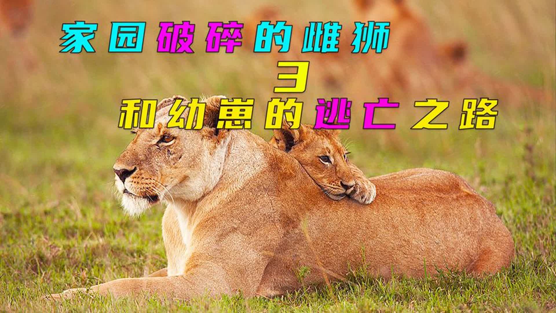 雌狮马蒂陶在痛失女儿后,勇敢复仇牛群首领,并击败对手统治狮群