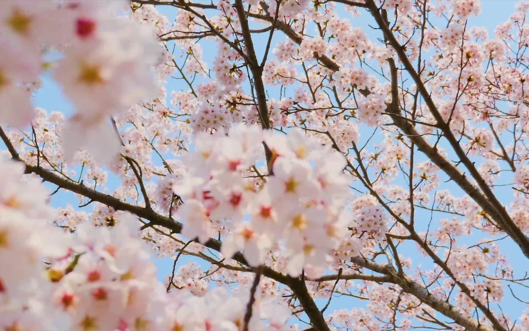 [图]【空境分享】樱花，荷花，各种花，蝴蝶，飘絮，屋檐滴水……