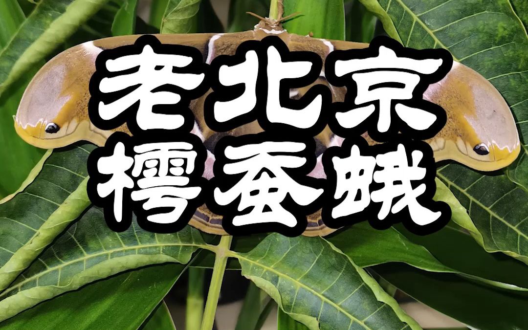 【少科ⷨ‰丛日记】地道樗蚕蛾哔哩哔哩bilibili