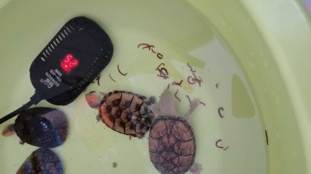 白唇泥龟与虎纹蛋龟与虎巨杂与