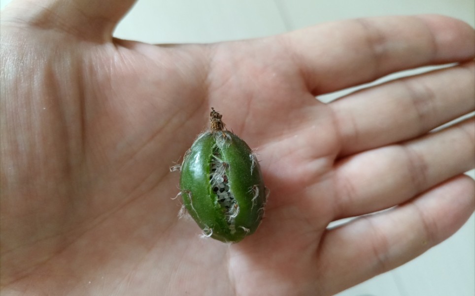 仙人球果实(种子)熟了