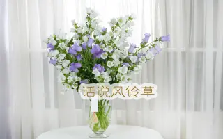 鲜切花绣球花的保养和养护 哔哩哔哩 Bilibili 鲜切花绣球花的保养和养护 哔哩哔哩 Bilibili