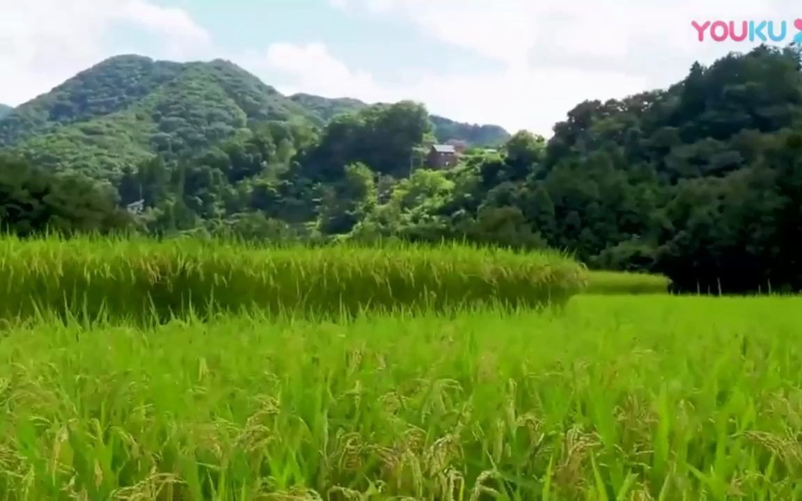 在希望的田野上背景哔哩哔哩bilibili