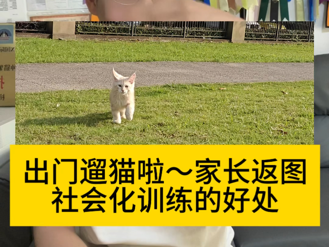 缅因猫~可以遛的小家伙,家长返图啦,这样子缅因猫你喜欢嘛哔哩哔哩bilibili