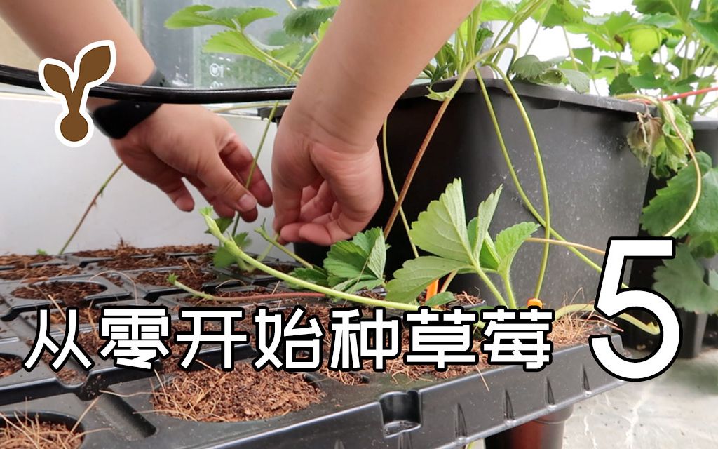 从零开始种草莓5 繁育了好多草莓苗!哔哩哔哩bilibili