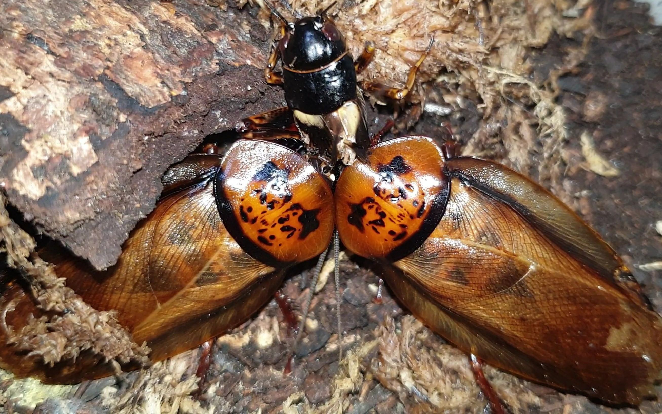 【蟑螂纪录】橙头蟑螂补充蛋白质