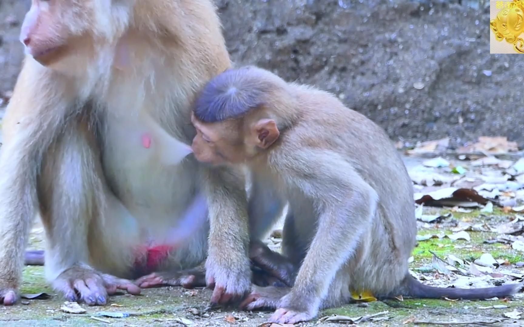 半大猴子吃奶,把奶嘴抻得老长,猴妈奶嘴严重不对称