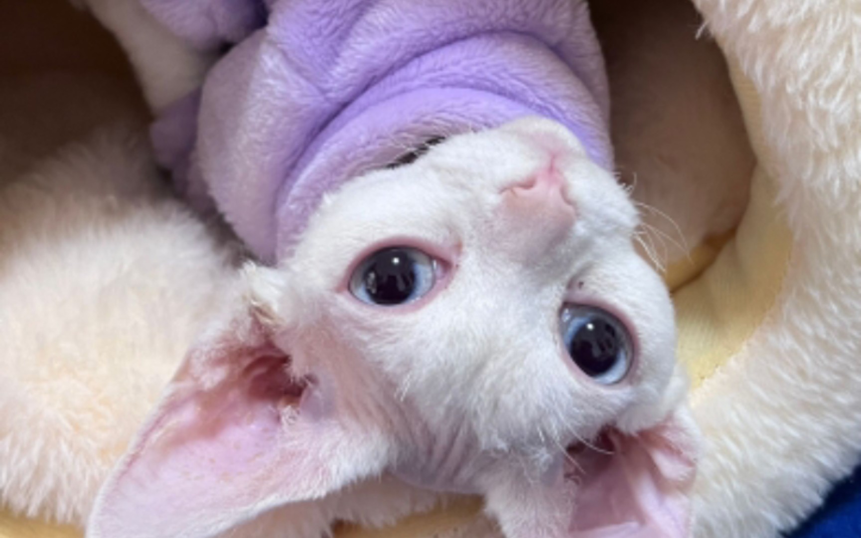 喵喵喵喵喵喵喵喵喵喵喵喵喵喵喵喵喵喵喵喵喵喵喵喵喵喵喵喵喵喵喵