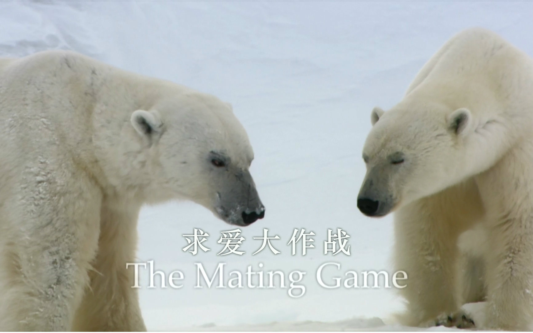 [图]自然世界.求爱大作战[精校版].Natural.World.The.Mating.Game.720p.简中英双字 3E