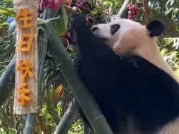 下载视频: 大熊猫国庆，祝国庆五周岁生日快乐，烤全羊蛋糕，生日礼物“跑步机”。“大熊猫三胞胎萌帅酷”