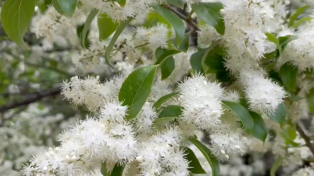 山矾花开了,白得好纯粹.