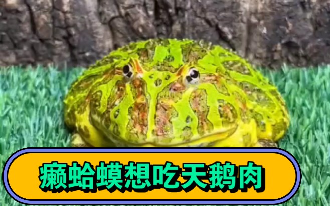 癞蛤蟆想吃天鹅肉