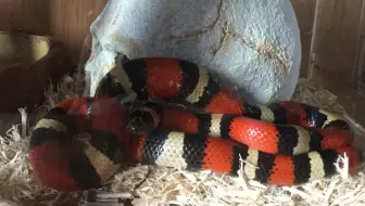 东亚重工合成人间虏获转用体开箱 哔哩哔哩 Bilibili