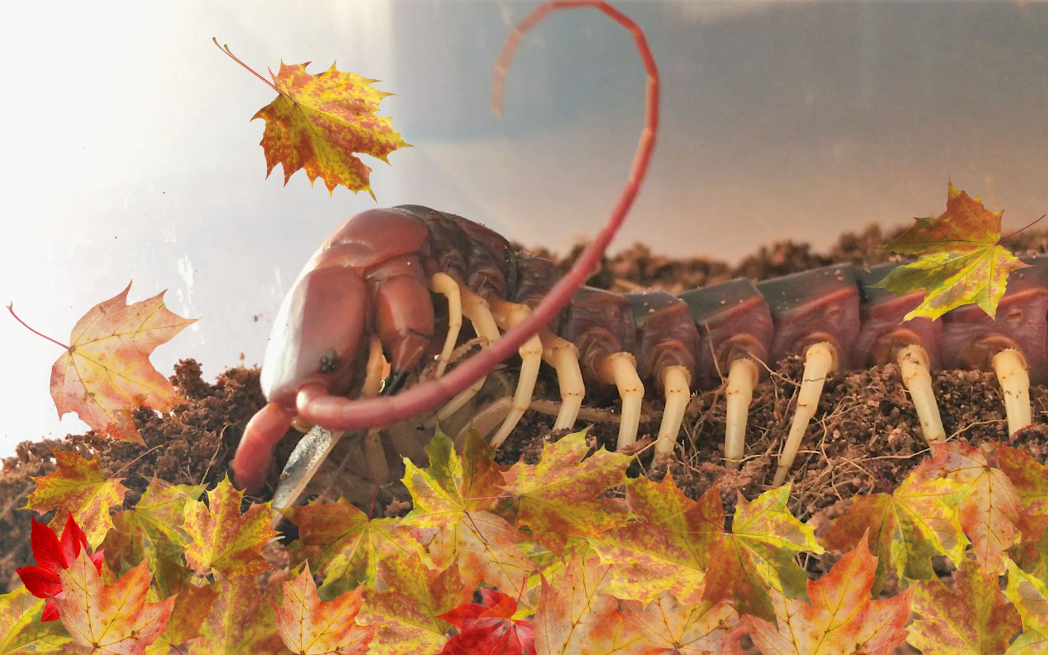 【世界第一大蜈蚣】近距离记录秘鲁巨人蜈蚣的进食场面_哔哩哔哩 (゜