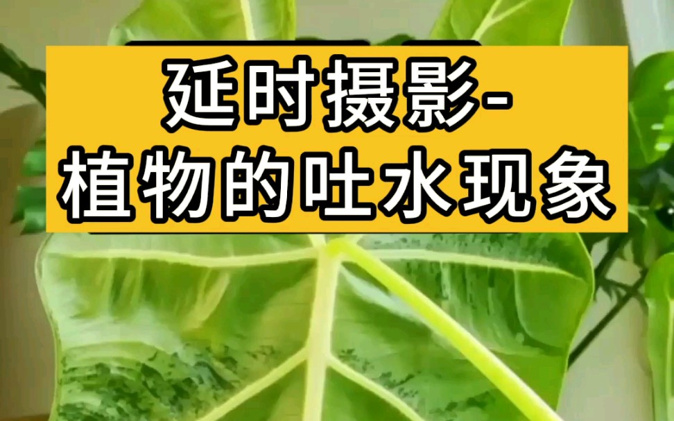 植物吐水现象图片