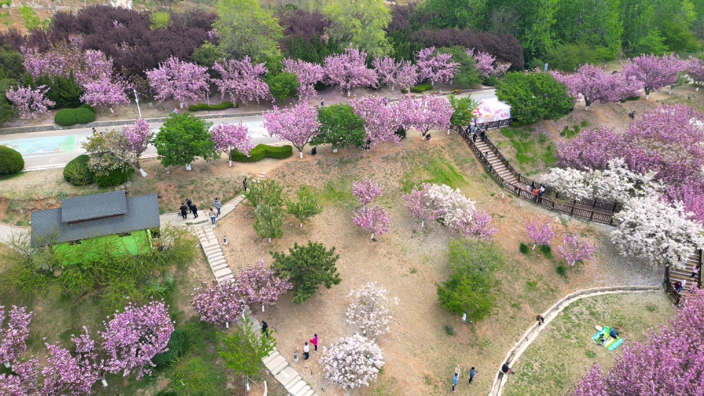 航拍大連旅順二零三櫻花園