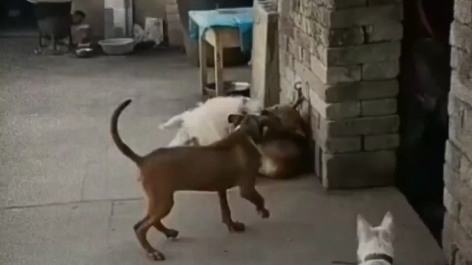 世界猎犬—贵州下司犬哔哩哔哩bilibili