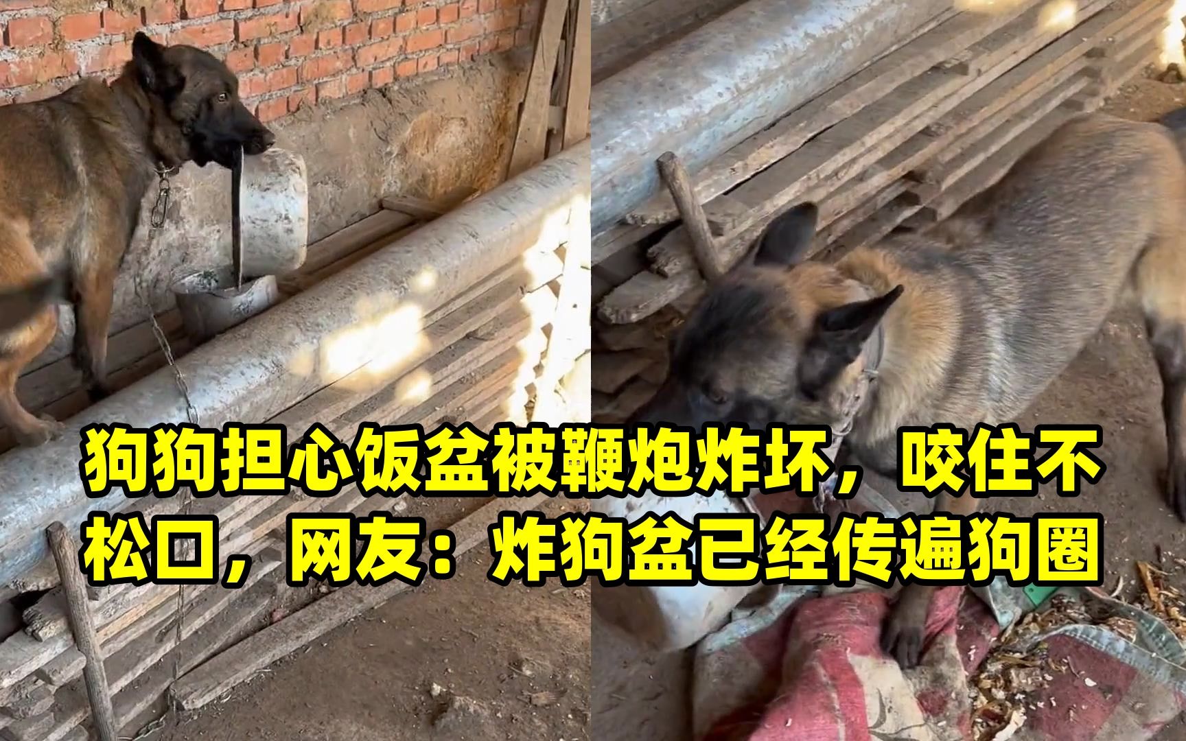 狗狗担心饭盆被鞭炮炸坏,咬住不松口,网友:炸狗盆已经传遍狗圈