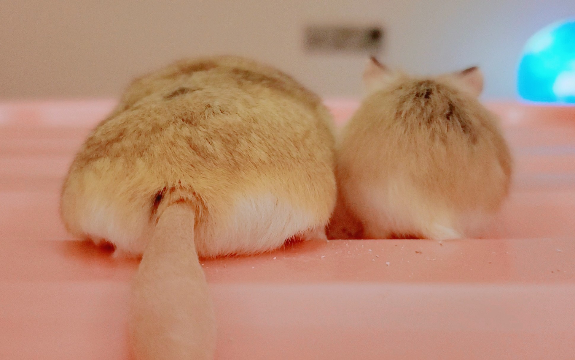 「北非沙鼠&侏儒仓鼠」近猪者赤~~手上飞在耳濡目下开始怀疑自己也是