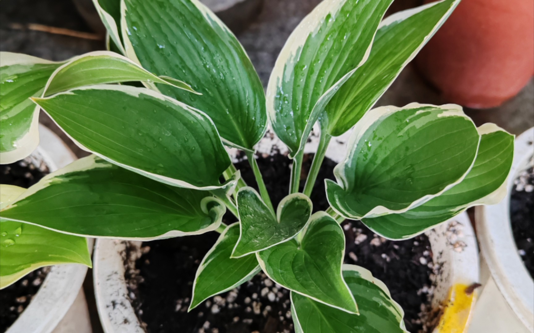 玉簪的四个品种