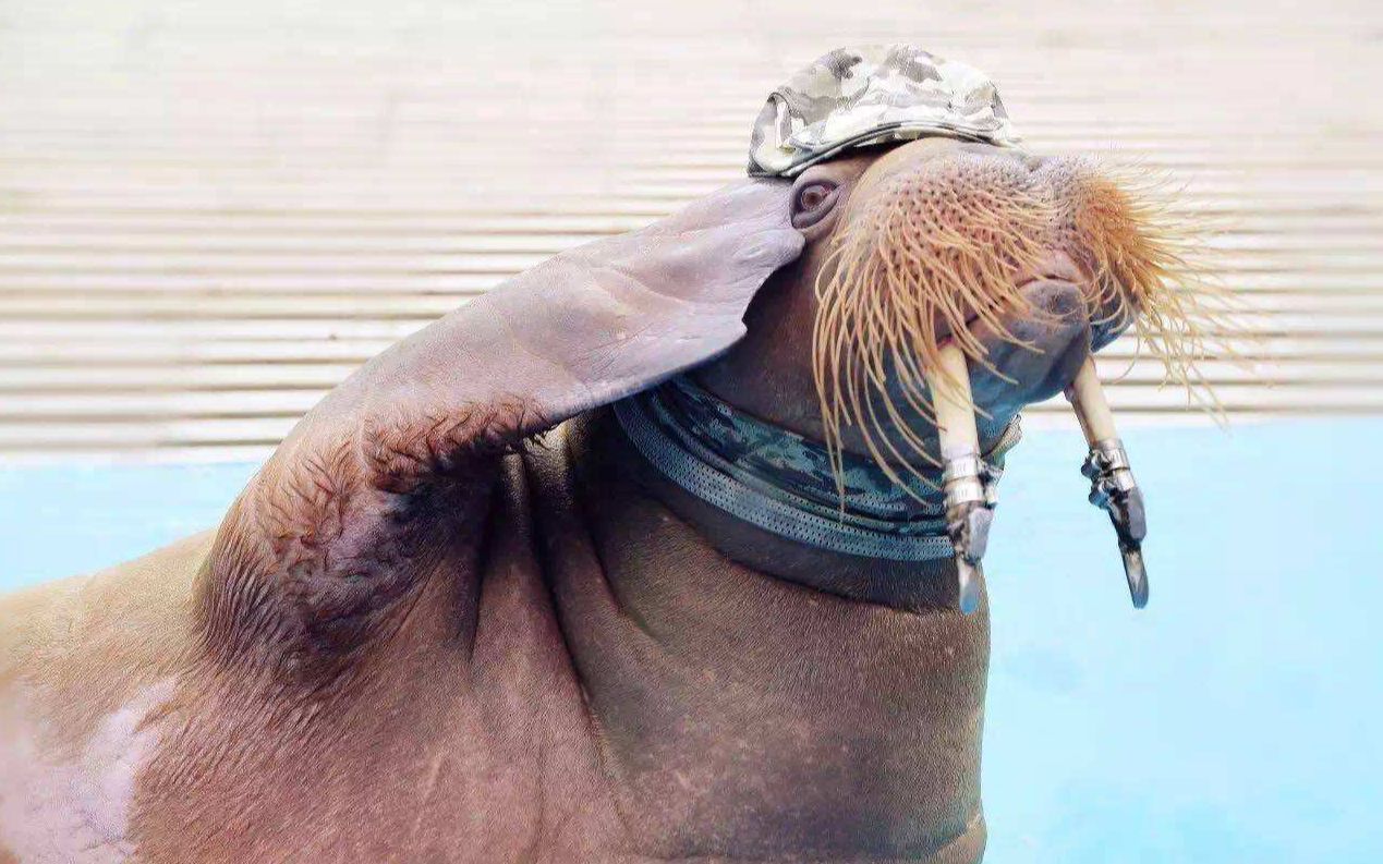 全球最大的海象群密集恐惧症慎入