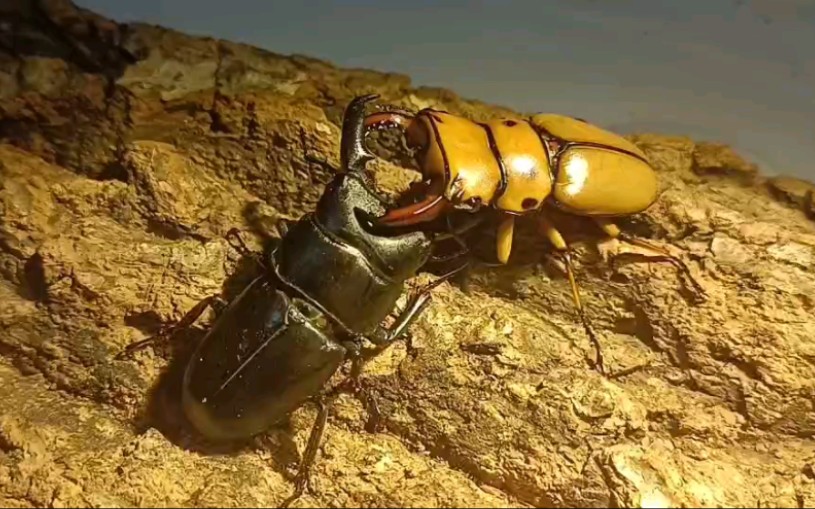 48mm螃蟹锹甲vs51mm中国扁锹