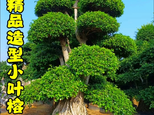 花墙 景观 墙 植物 590_442