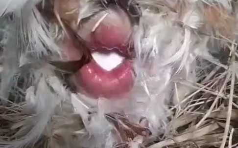 B站