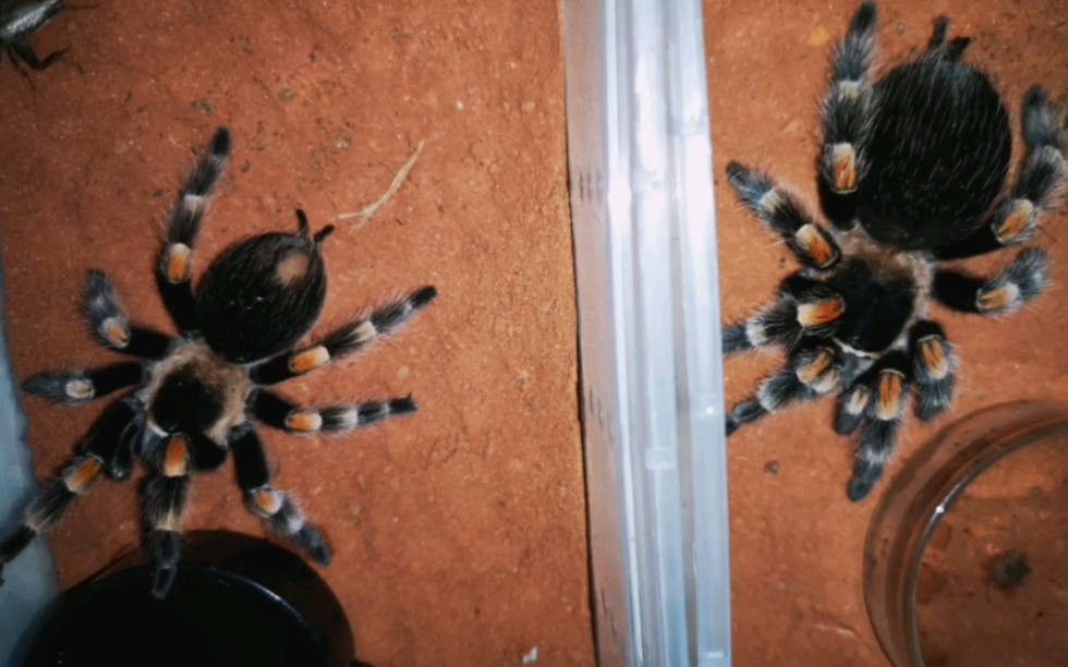 墨西哥红膝头幼体褪皮忘记添加bgm