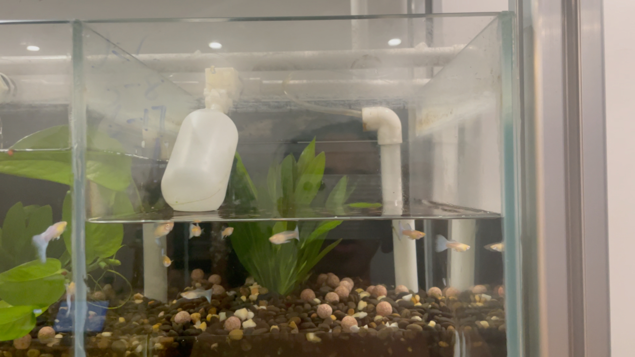 孔雀鱼腹水和炸鳞怎么办