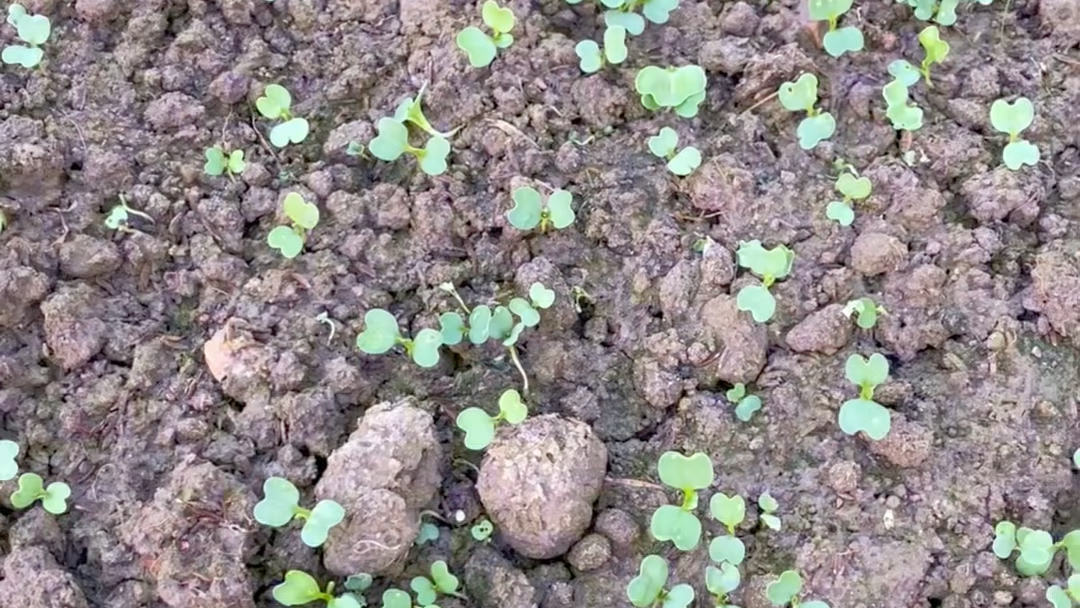 想要青菜种的好!按照这个步骤种!简单实用!三天发芽,二十多天!就能采收!#种青菜#种菜#种菜小技巧#阳台种菜#青菜种子哔哩哔哩bilibili