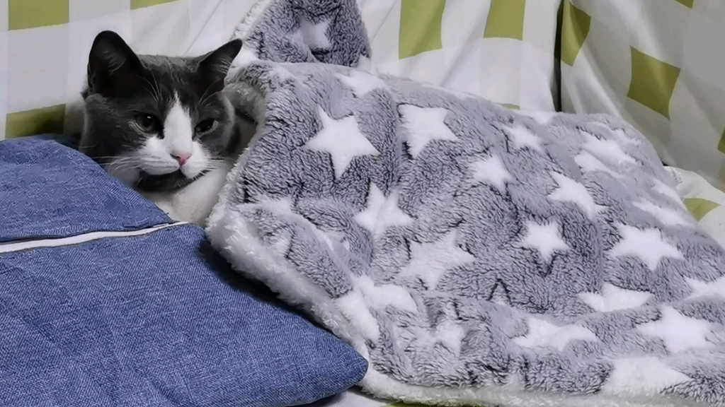 无聊的喵喵睡觉