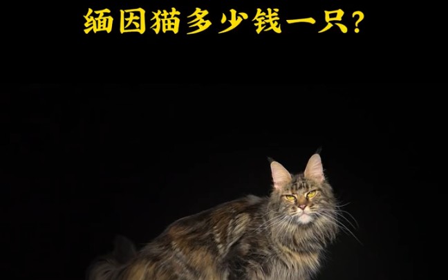 缅因猫多少钱一只?