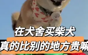 在犬舍买柴犬，真的比别的地方贵嘛？