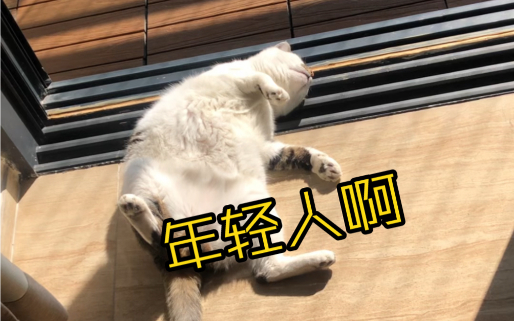 这猫怕是躺废了