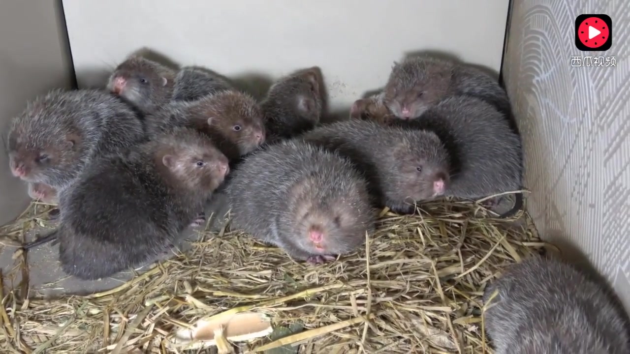 华农兄弟:这群肥嘟嘟的竹鼠,叫声像"小孩子"一样