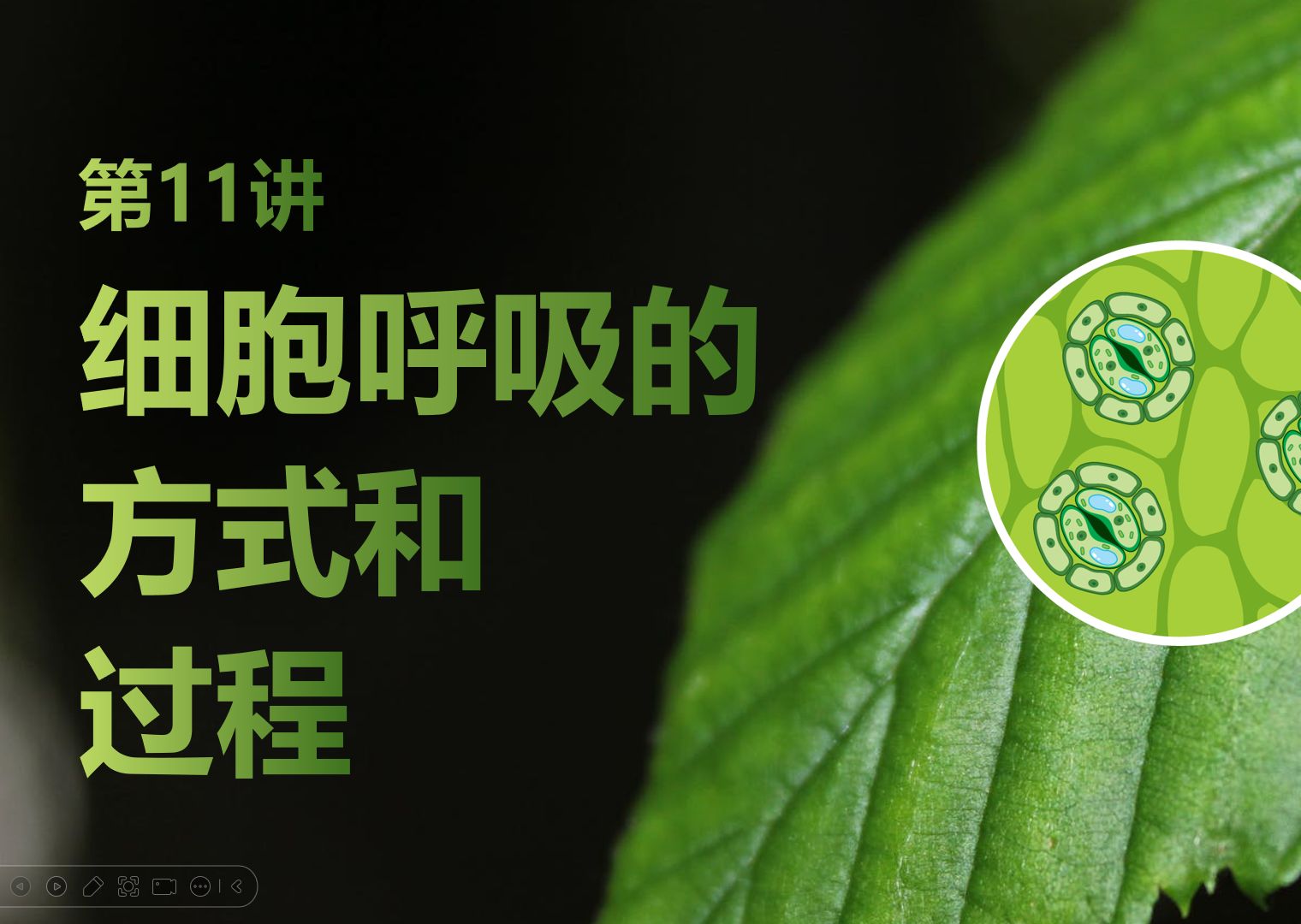 【2025高中生物一轮复习】11讲2细胞呼吸的方式和过程 有氧呼吸 新高考创新设计全国通用新教材新课标网课必修一必修二选择性必修123哔哩哔哩bilibili