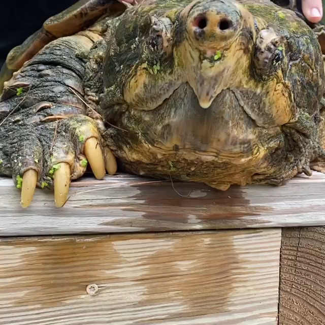 美国爱好者的成体大鳄龟