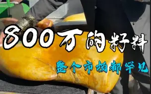 Tải video: 像这样800万的籽料，真的是少见啊，一般能见到基本都是假皮上色的，这个确实是真皮真料真籽真色，放眼整个市场都难找的料子，卖的贵也有卖的贵的原因