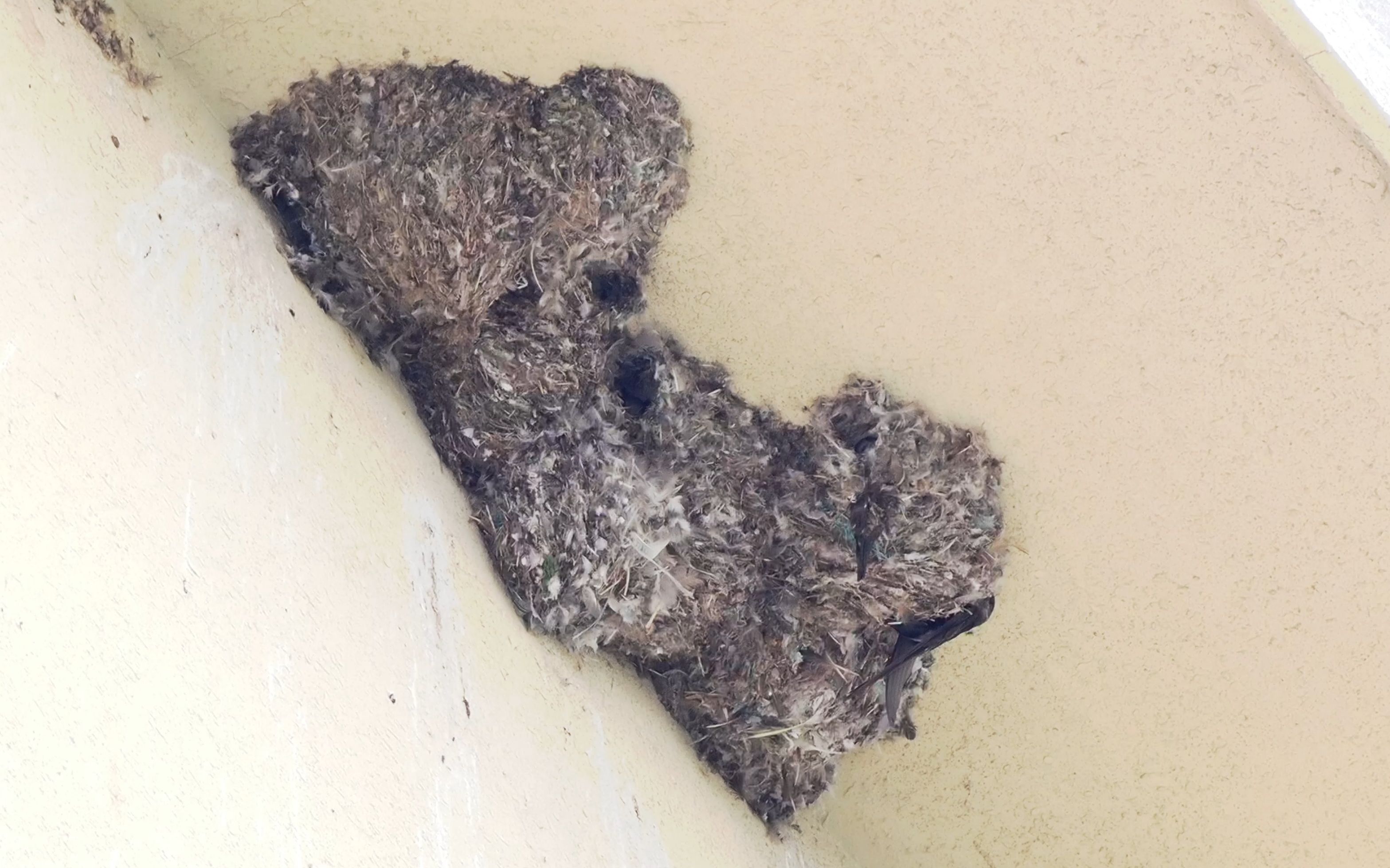 【行为图鉴】小白腰雨燕(巢) 几大家子一起住