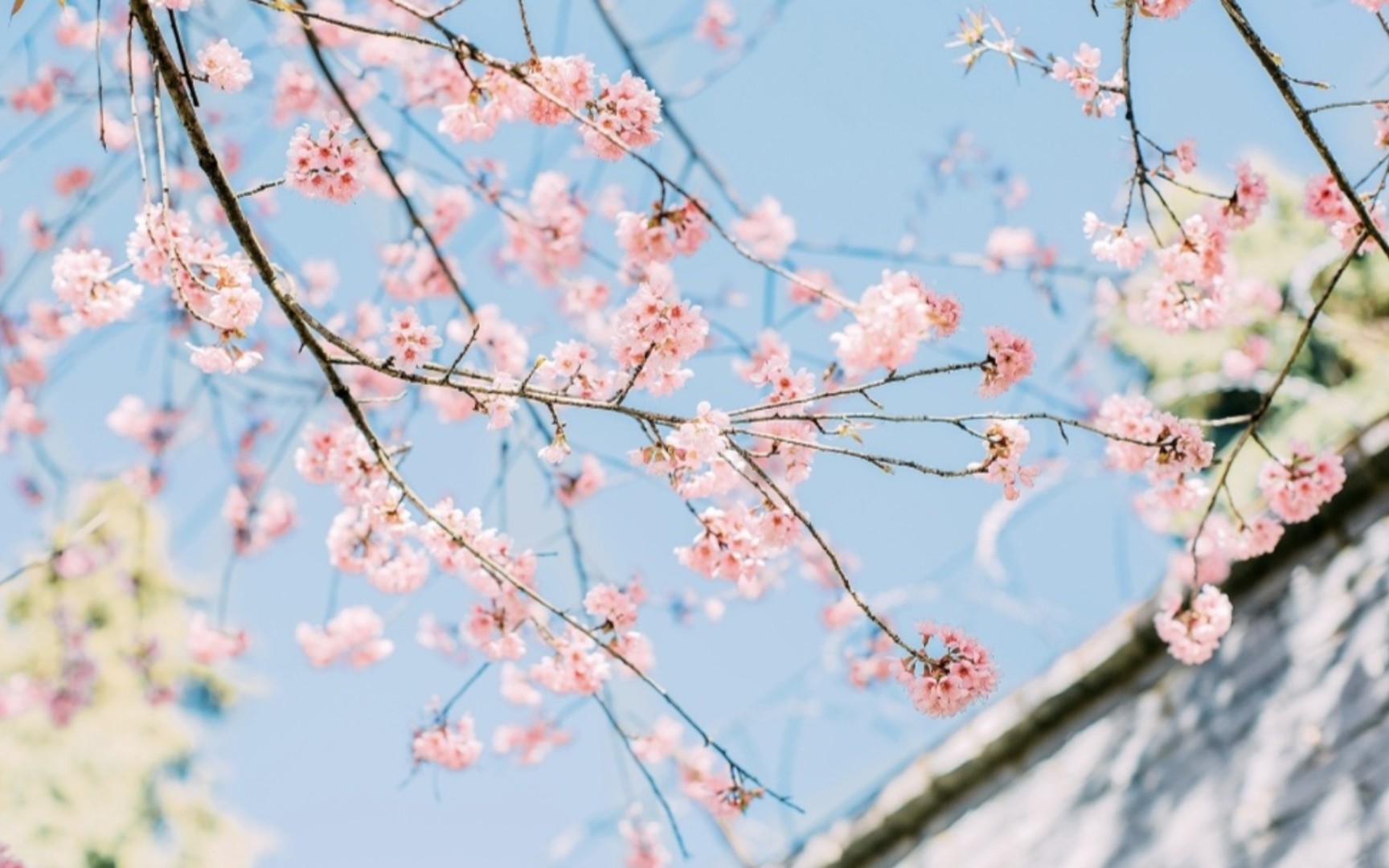 [图]【七夕节专属音乐】：（如春天般的爱恋）Spring I Love You