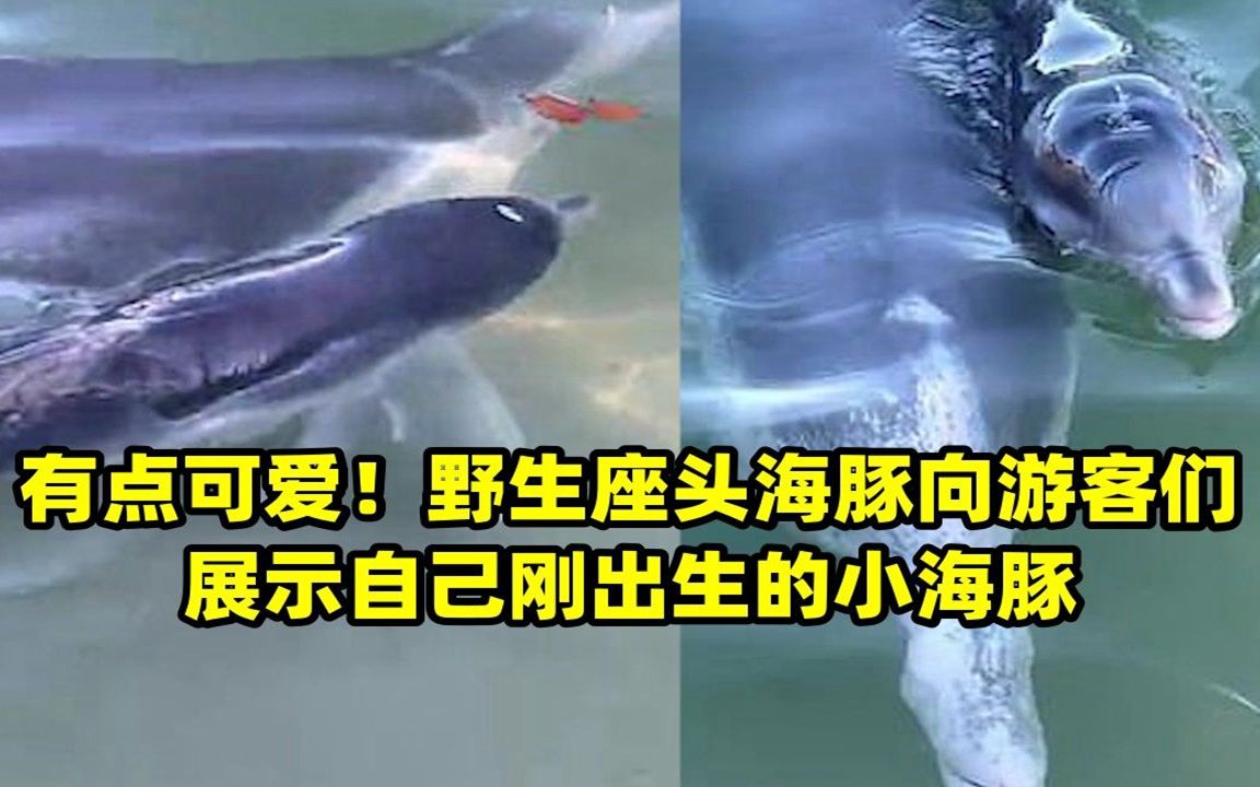 有点可爱!野生座头海豚向游客们展示自己刚出生的小海豚