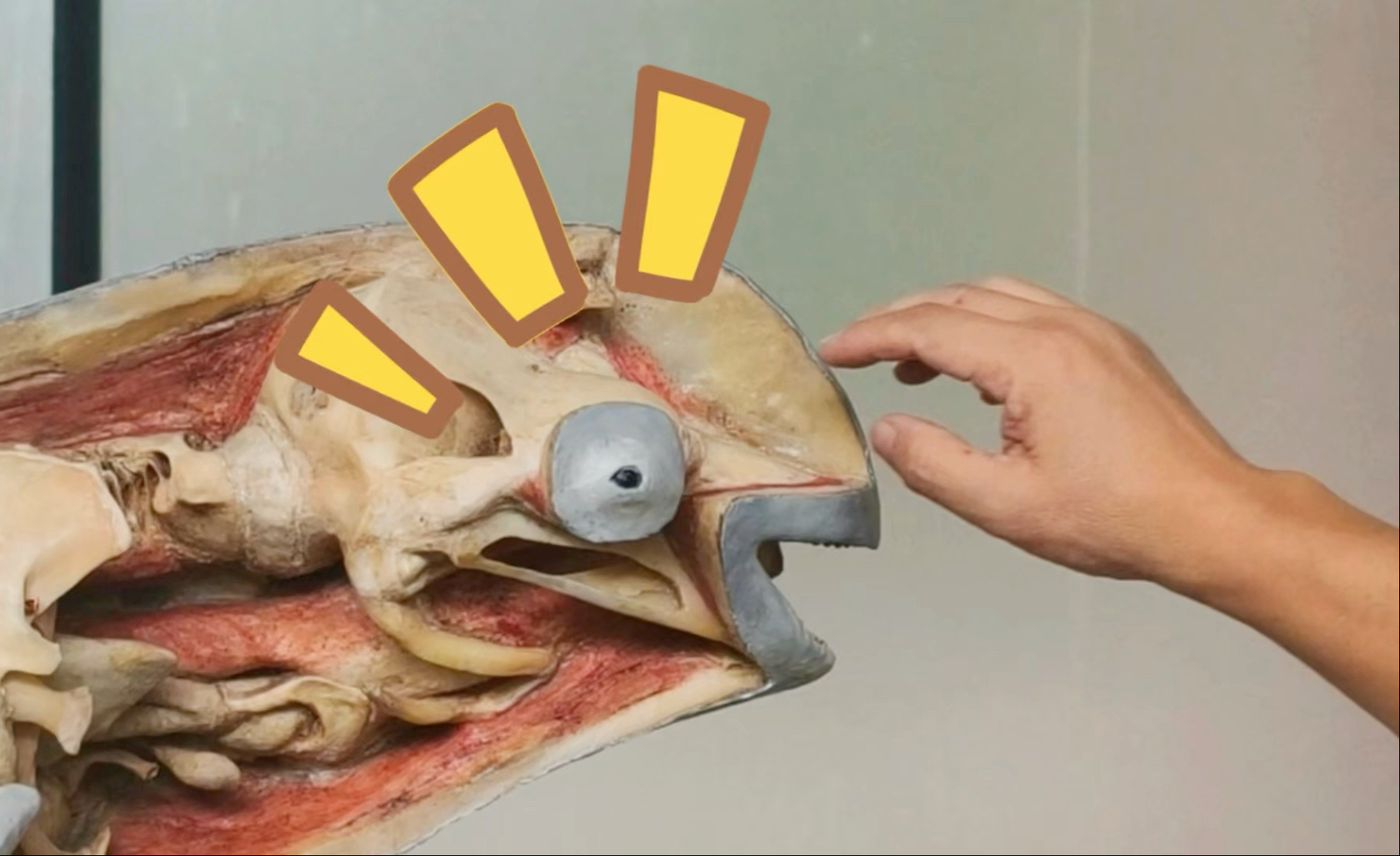 谁敢信！江豚的大奔儿头居然能动…