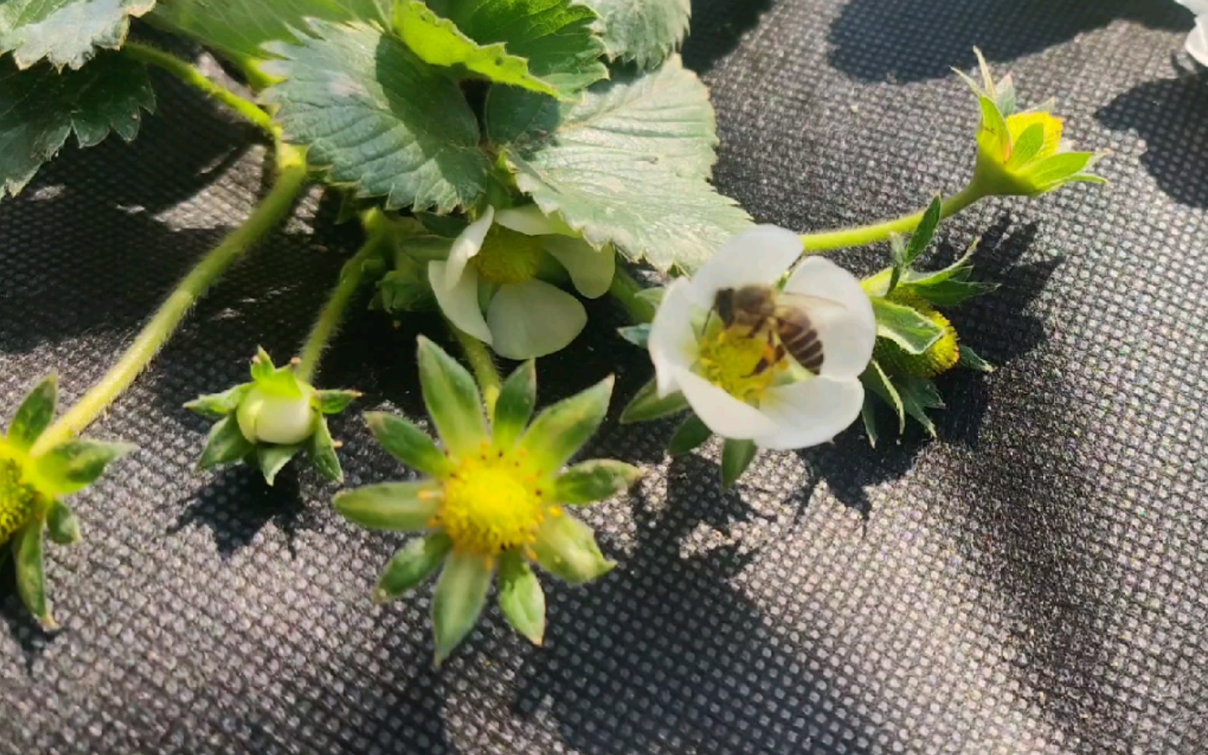 草莓授粉就交给蜜蜂们了我不打扰我走了哈