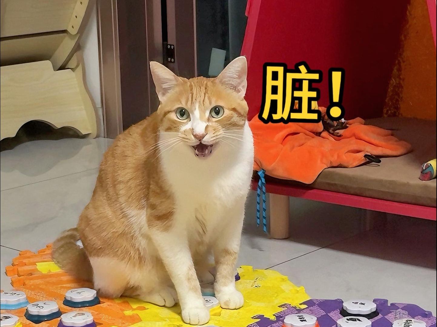 [图]来自聪明小猫的嫌弃!