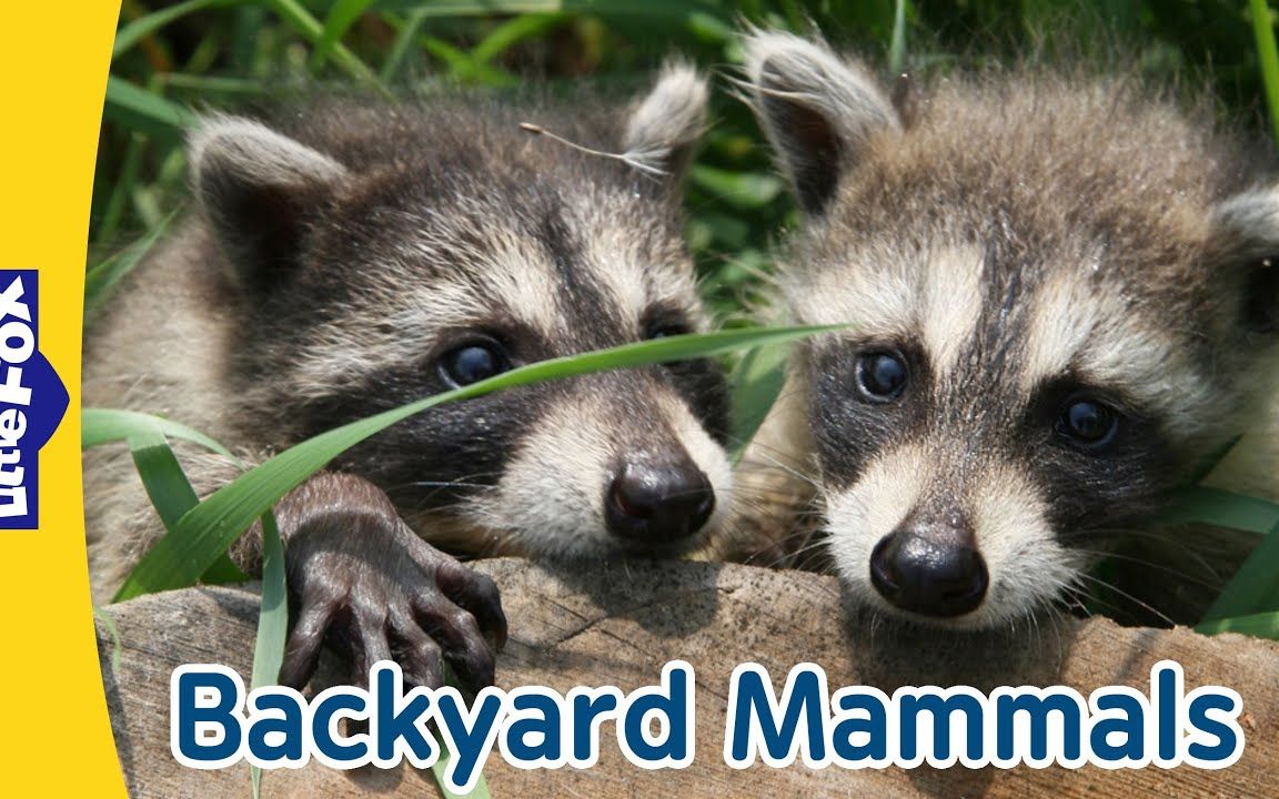 Backyard Mammals | Raccoons | Porcupines | Groundhogs | Skunks哔哩哔哩bilibili