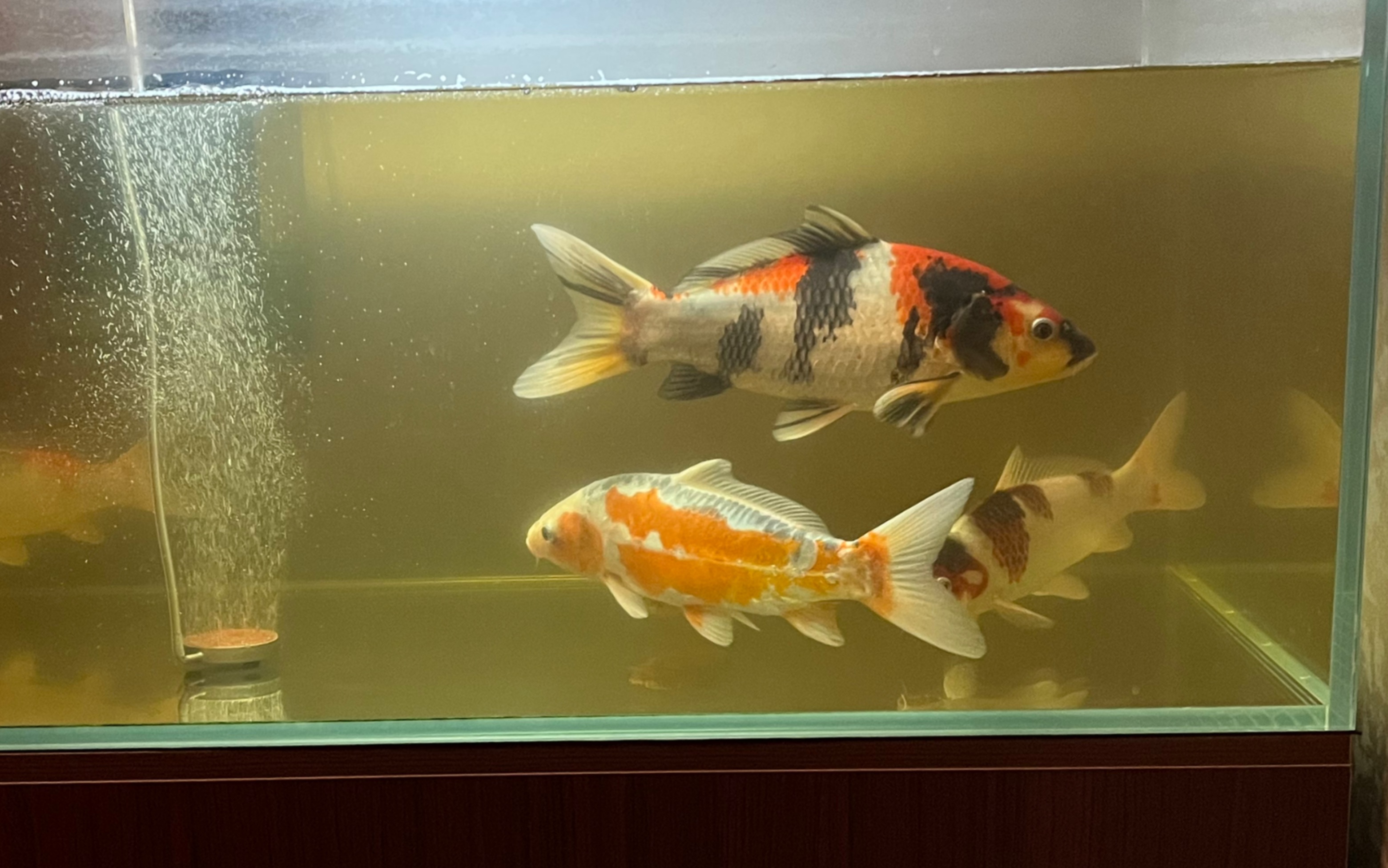 锦鲤 昭和三色 秋翠 五色 葡萄衣