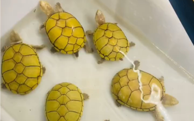 这么可爱的黄泽蛋龟谁能不爱呢_哔哩哔哩_bilibili