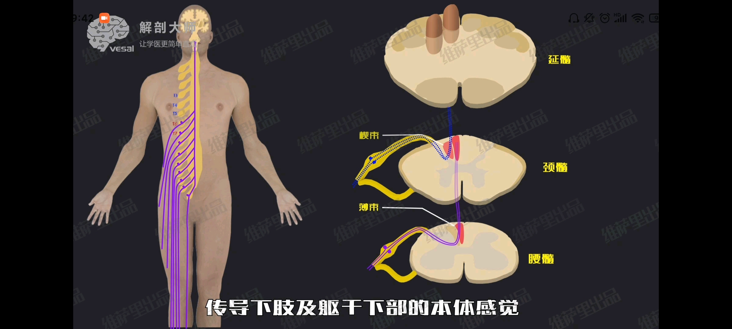 本体感觉神经传导通路哔哩哔哩bilibili